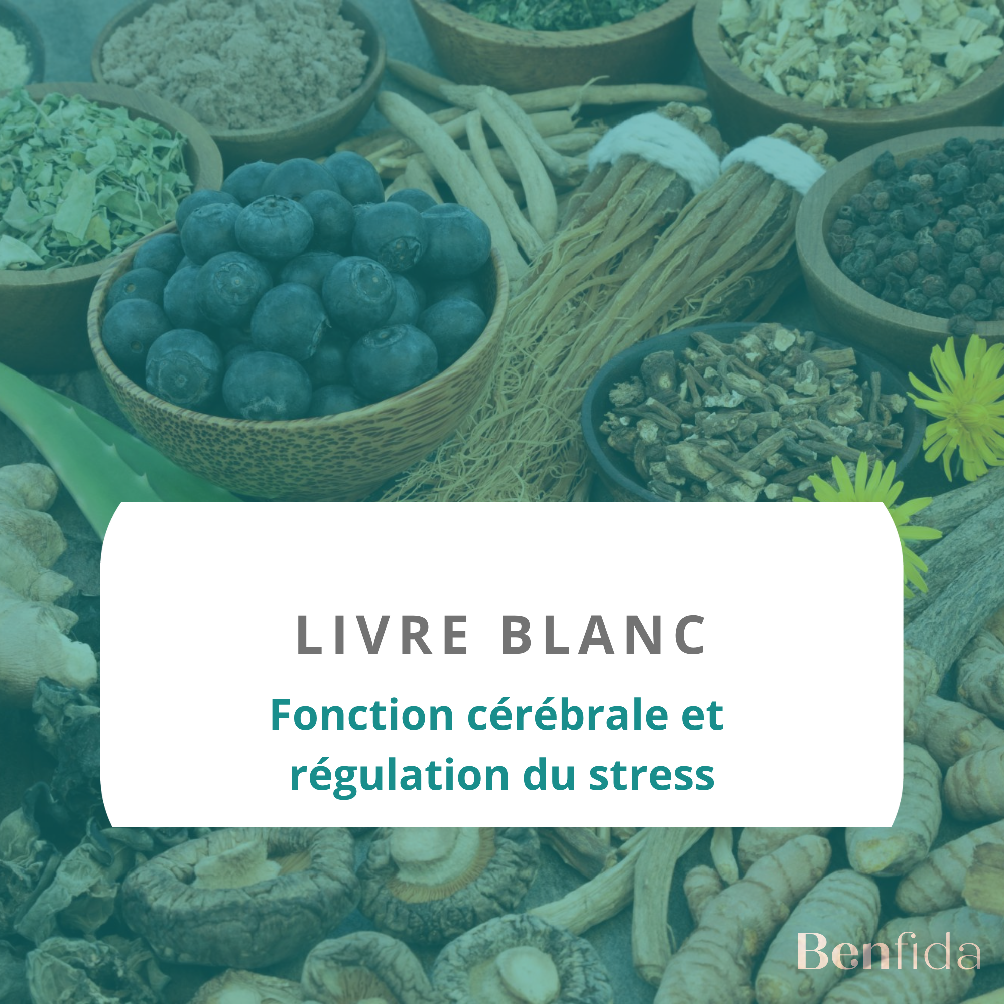 Fonction cérébrale et régulation du stress